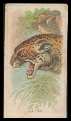 21 Jaguar